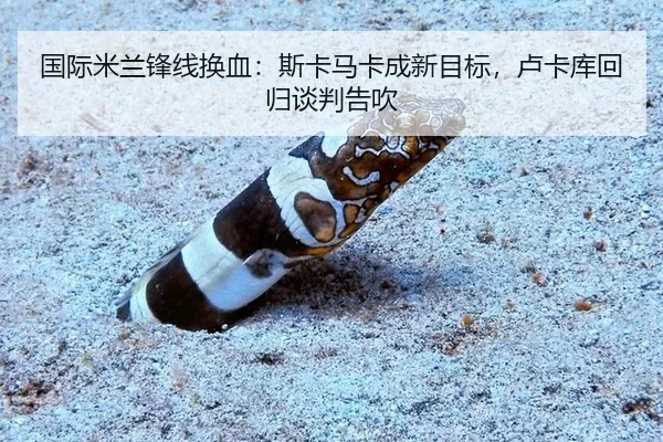 国际米兰锋线换血：斯卡马卡成新目标，卢卡库回归谈判告吹